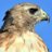 fleetkestrel's profile image