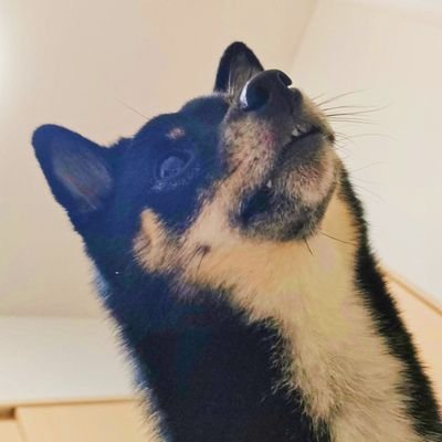黒豆柴もずく♀(4歳0ヶ月)とおじさんの思い出ほのぼの日記。
DMはあまり見ないので反応できないことがあります🙏