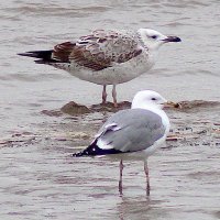 DS (@_dsbirding) 's Twitter Profile Photo DS (@_dsbirding) 's Twitter Profile Photo
