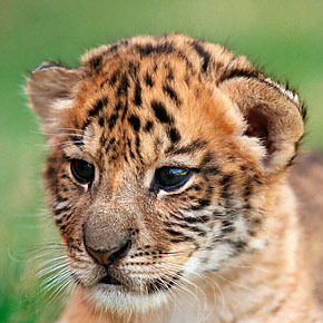 liger_kai's profile picture. 趣味はトレッキング。
最近はビリヤードとダーツにもはまってます。
よかったらブログものぞいてみてね～＾＾

【goo】
http://t.co/FKh3LlAvff

【FC2】
http://t.co/Cp2JceNjqx