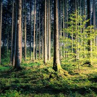 Projekt W.A.L.D (@projekt_w_a_l_d) 's Twitter Profile Photo