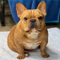 Frenchie Lover World(@FrenchieW77654) 's Twitter Profile Photo