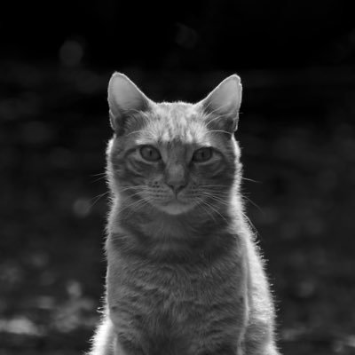 Autore scontento e scrittore realista. Fieramente sardo.