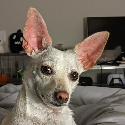 thewalnutcast Profile Picture