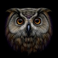 The Owls Lovers(@theowlslovers) 's Twitter Profile Photo