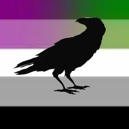 Corvideo Crowjima𓅃🏳️‍🌈