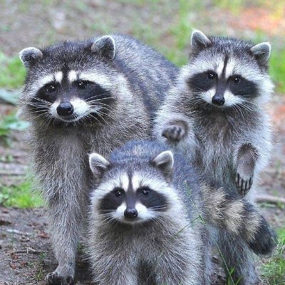 Welcome to @raccoonsgang
🦝 We share daily #raccoon Contents
💘 If you love Raccoons Please Stay With Us