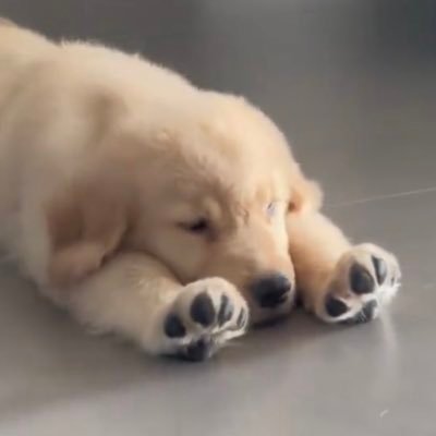 lrb451's profile picture. #FLATWHITE ☕️🥯| EN | TH | DE & JP (learning) #JP_φ(･_･ | 🧀🦒🐰🌱🧸