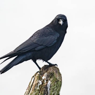 ClaraCrow66873's profile picture. Libertarian-minded. Pronouns are I/me. I have a left wing and a right wing and need both of them to fly.