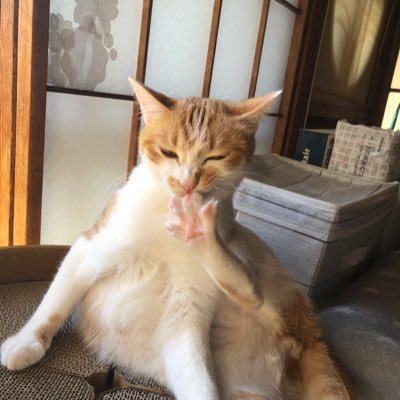 KuriExjsb's profile picture. ZN6→VAB D型 JA11 ジムニーも乗ってました 美味しいお酒、食べ物のことぐらいしか呟きませんw