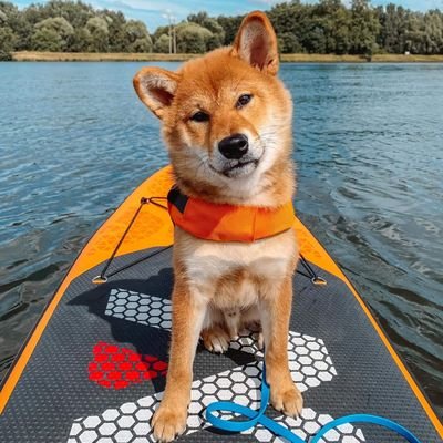 #SHIB #fetch_ai #AGIX #OCEAN #ASI #AXS #XRP
Buy low, #hold and later lay back and chill 💚 No DM!