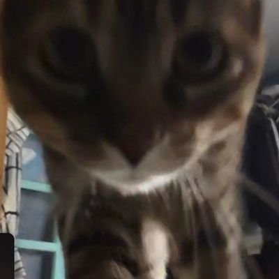 BenderThegato Profile Picture