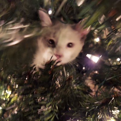 Joy196Cate's profile picture.