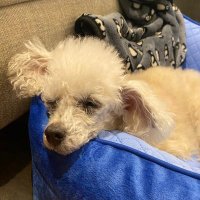 のん (@loveraynebilal) 's Twitter Profile