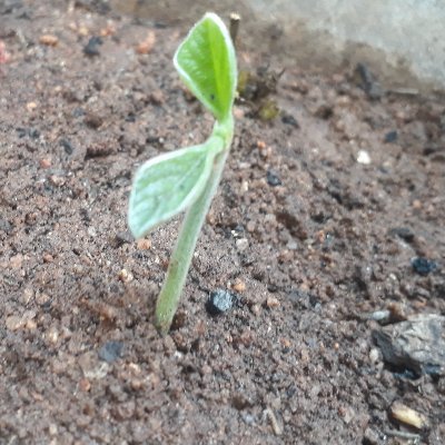 chartistT's profile picture. Trader, Technical Analyst,software engineer. Views are comments only, do your own analysis before taking position.