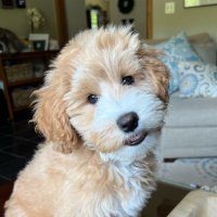 BennyBucketsDoodle(@bennybucketsdog) 's Twitter Profile Photo