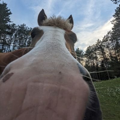 Paul Smith's College Draft Horse Program                        
🐴 Dana and Dodge 🐴