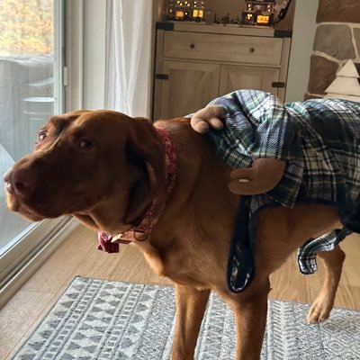 TheCroxHunter's profile picture. Proud dad. CROX stock fanatic.