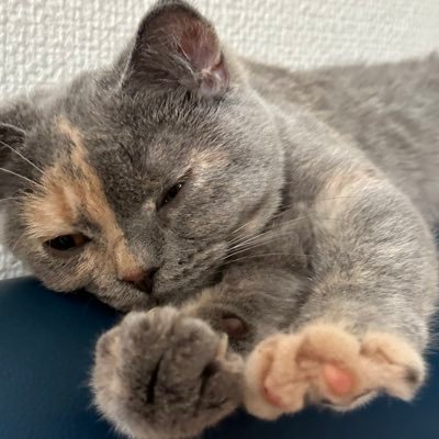 2016.11.10生まれのアリス(三毛、ダイリュートキャリコ)&2022.11.28生まれのまりも(ブルークリーム、サビ)。ふたりともブリティッシュショートヘアの女の子。無言フォローすみません