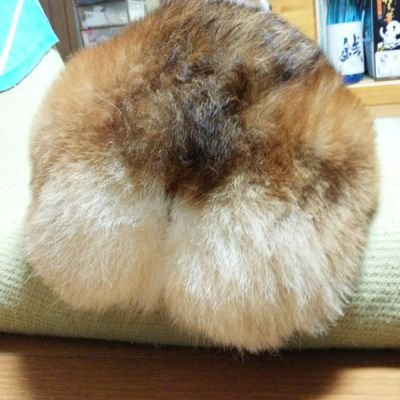 クレオ オス13歳 #コーギー と暮した最高の日々。
好きなのは犬(特にコーギー)とゲームとラーメン。
勝利の女神NIKKE
下品な垢はブロックします