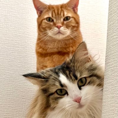 sillywalker68's profile picture. 猫好きのバイクと車乗り。たまに一人旅。猫の名前はアメショ(♂左)が「カイザー」ノル(♀右)は「ツァーリ」です。