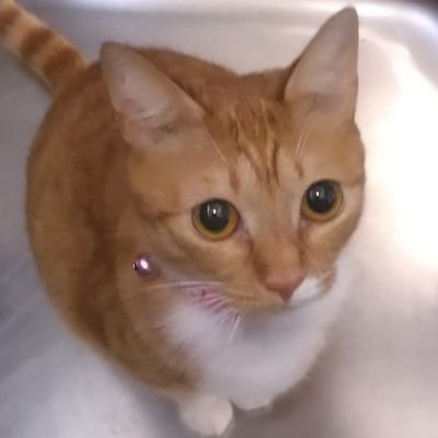 dolviva_cats Profile Picture
