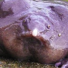 apurplefroggy's profile picture. purple frog
not coming back to the twitter land i think