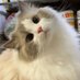 Meaw🐈 (@meaw2462001) Twitter profile photo Meaw🐈 (@meaw2462001) Twitter profile photo