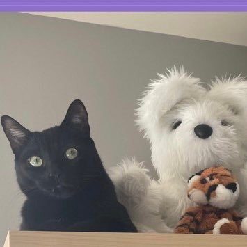 Spreading kitten and teddy bear sparkles, making life joyful for