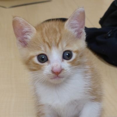 2015年7月に野良猫の赤ちゃんを保護しました。日々のルゥ君の様子を投稿していきます😾
YouTubeチャンネルはこちら↓↓↓
https://t.co/qin1yJqwNZ