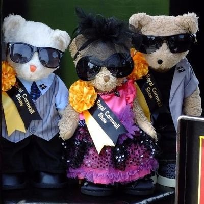 Teds who Tweet! 3 pampered busy Teds tweeting photos about their idyllic but adventurous life with HP [Human Parent] as Cornwall’s VIBs [Very Important Bears]