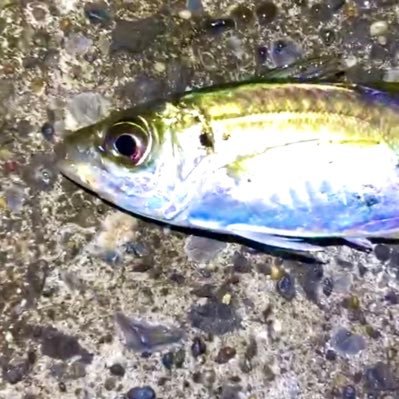 魚釣り好き🐟魚食べるの好き❤️魚料理するの好き😋 。最近また釣りに目覚めた者です🎣  関東でのサビキ釣りが多く、Youtubeにあげています。たま〜に遠征しての釣行もしております🎣