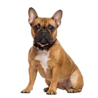 French Bulldog Universe (@universfrenchie) 's Twitter Profile Photo French Bulldog Universe (@universfrenchie) 's Twitter Profile Photo
