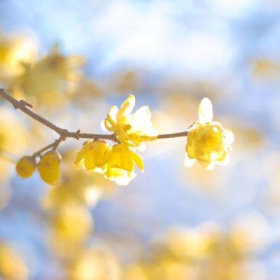 vivoimoto's profile picture. 