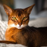 Abyssinian, Caught in a Time Paradox (@hatinghatred) 's Twitter Profile Photo