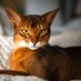 Abyssinian, Caught in a Time Paradox (@HatingHatred) Twitter profile photo