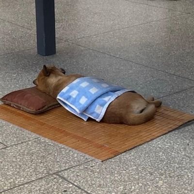 shuyuwailihuad1's profile picture. 本人男