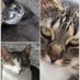 Vicki & 🐾Misty, Maggie & Molly🐾 (@vroberts9) Twitter profile photo Vicki & 🐾Misty, Maggie & Molly🐾 (@vroberts9) Twitter profile photo