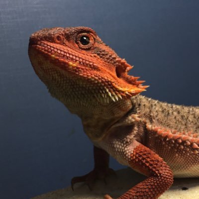愛知県豊橋市のフトアゴブリーダー🦎 自家繁殖メインで販売を行っています! デュビア、グッズ、流木も販売中📦完全予約制での来店予約随時受け付けています、お問い合わせはDMより気軽にお問い合わせお願いします! 当店在庫→@TOGETOGEYA 動東第716号