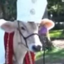 HollyCow