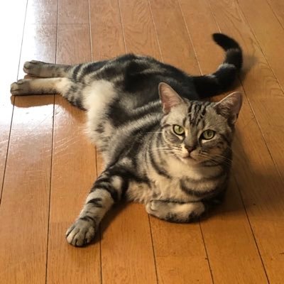 CvUwl's profile picture. アガベ、ティランジア、ビカクシダが大好きです🥰
草友募集中🙇‍♂️