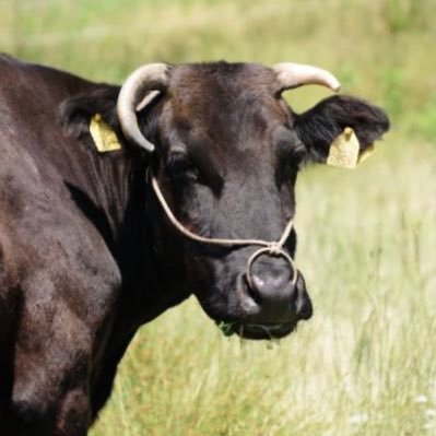 PrincessWagyu's profile picture. 