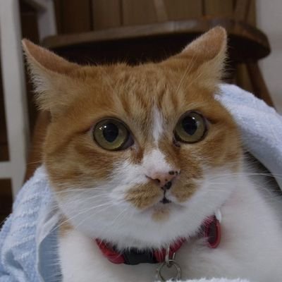 HANA【にゃんこまみれ隊】/太宰府みぃちゃんの隠れ家/馬場文化堂さんのプロフィール画像