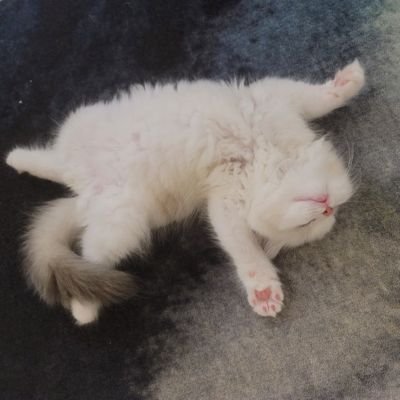 ◦𓂃 #studyacc INTJ — | call me keii/ca
˖♡ GROW UP WIMME | suka baca novel sama rate bukuu