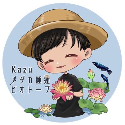 kazuのメダカ睡蓮ビオトープ (@kazu23kazu23k) / X