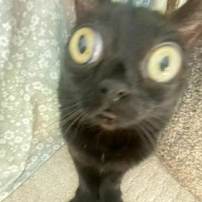 storponte's profile picture. .