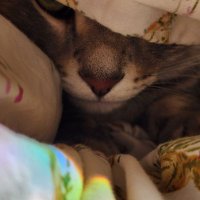 Mehidingx (@mehidingx) 's Twitter Profile