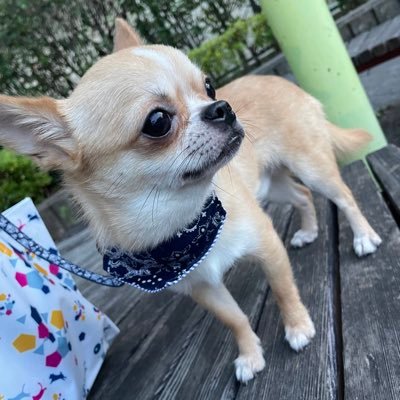 チワワのアラン君(男の子1歳)です🐶 AHBASEにいました！可愛い写真を載せるので見てください！