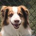 Dog gone it! (@wayawalkers) Twitter profile photo Dog gone it! (@wayawalkers) Twitter profile photo