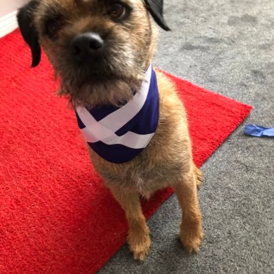 Border terrier in Glasgow and Isle of Bute(no longer) Always in trouble for something